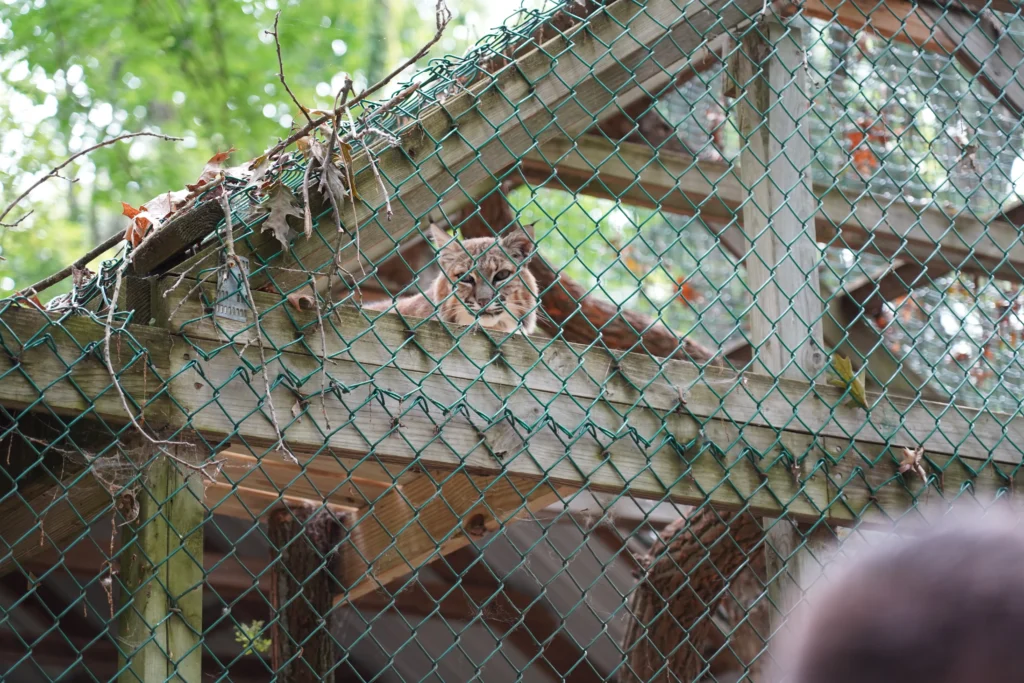 Howell Nature Center bobcat