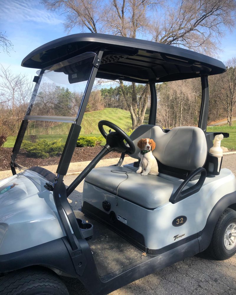 Dog sitting inside of a golf cart