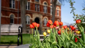 Tulips in front of the Historic Courthouse in Howell