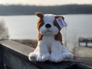 Bear Factory bulldog sitting on a dock at the park