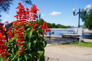 Red flowers against a blue sky