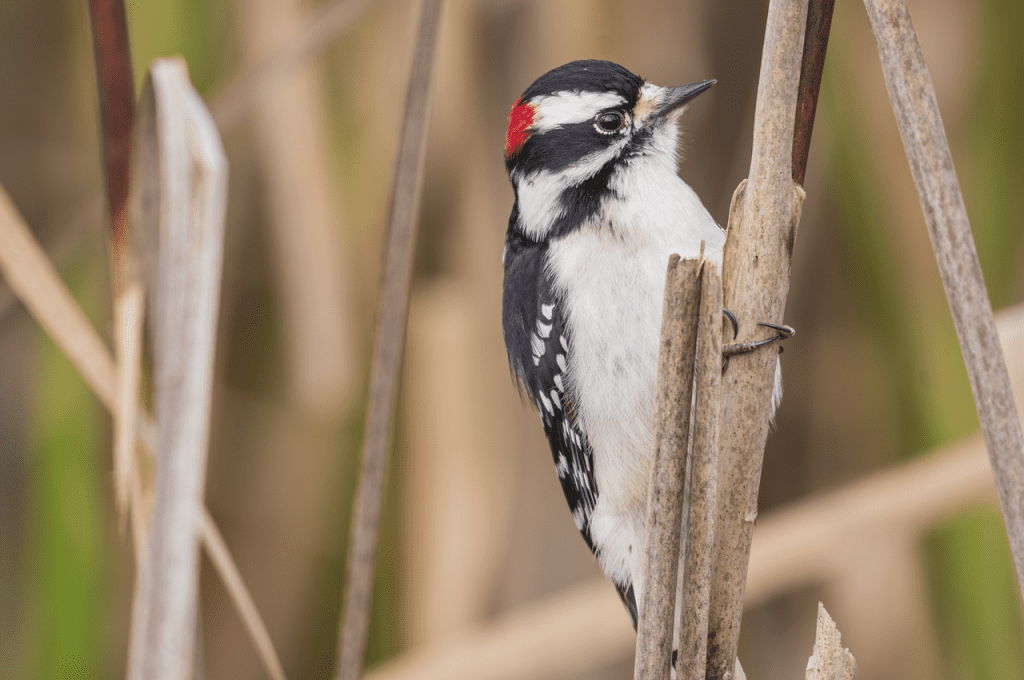 Downy Woodpecker