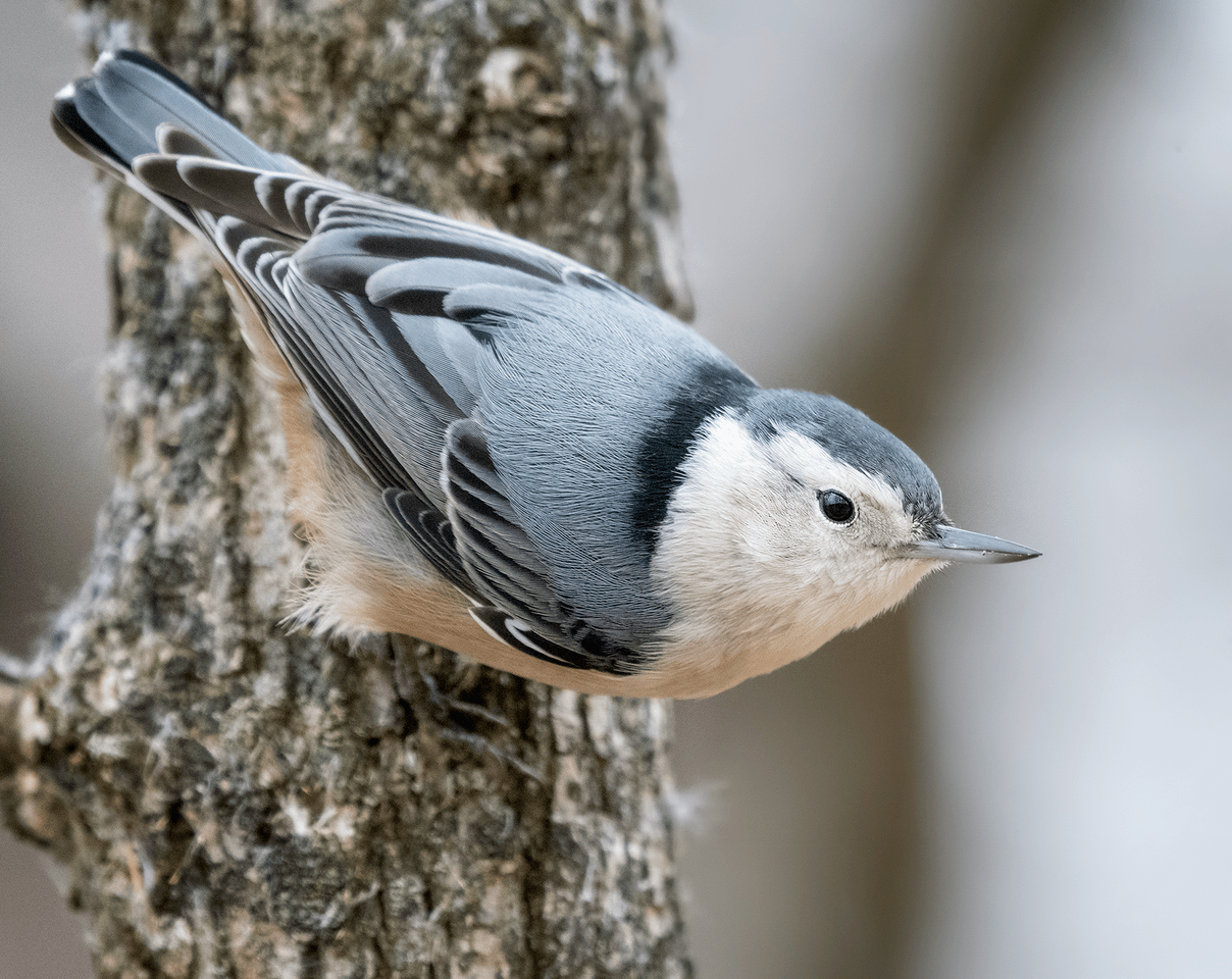 The Bald Eagle at the Bird Feeder – Huron-Clinton Metroparks