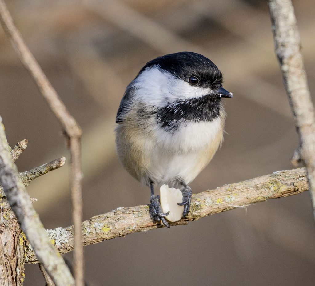 Black Capped Chickadee