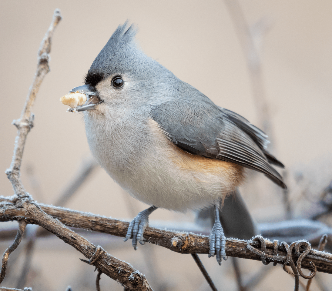 Tufted Titmouse
