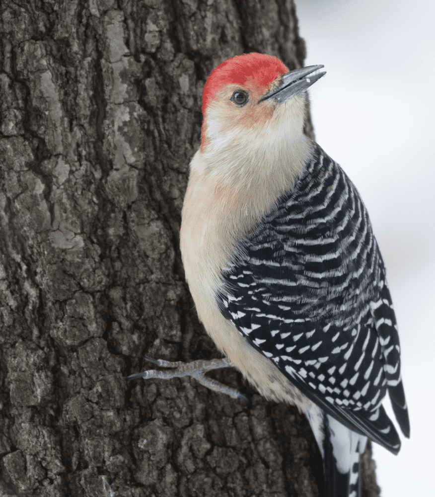  Red Arrow Whole Peanut Blue Jay Feeder