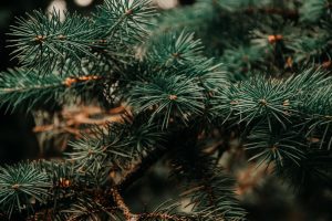 pine tree needles up close