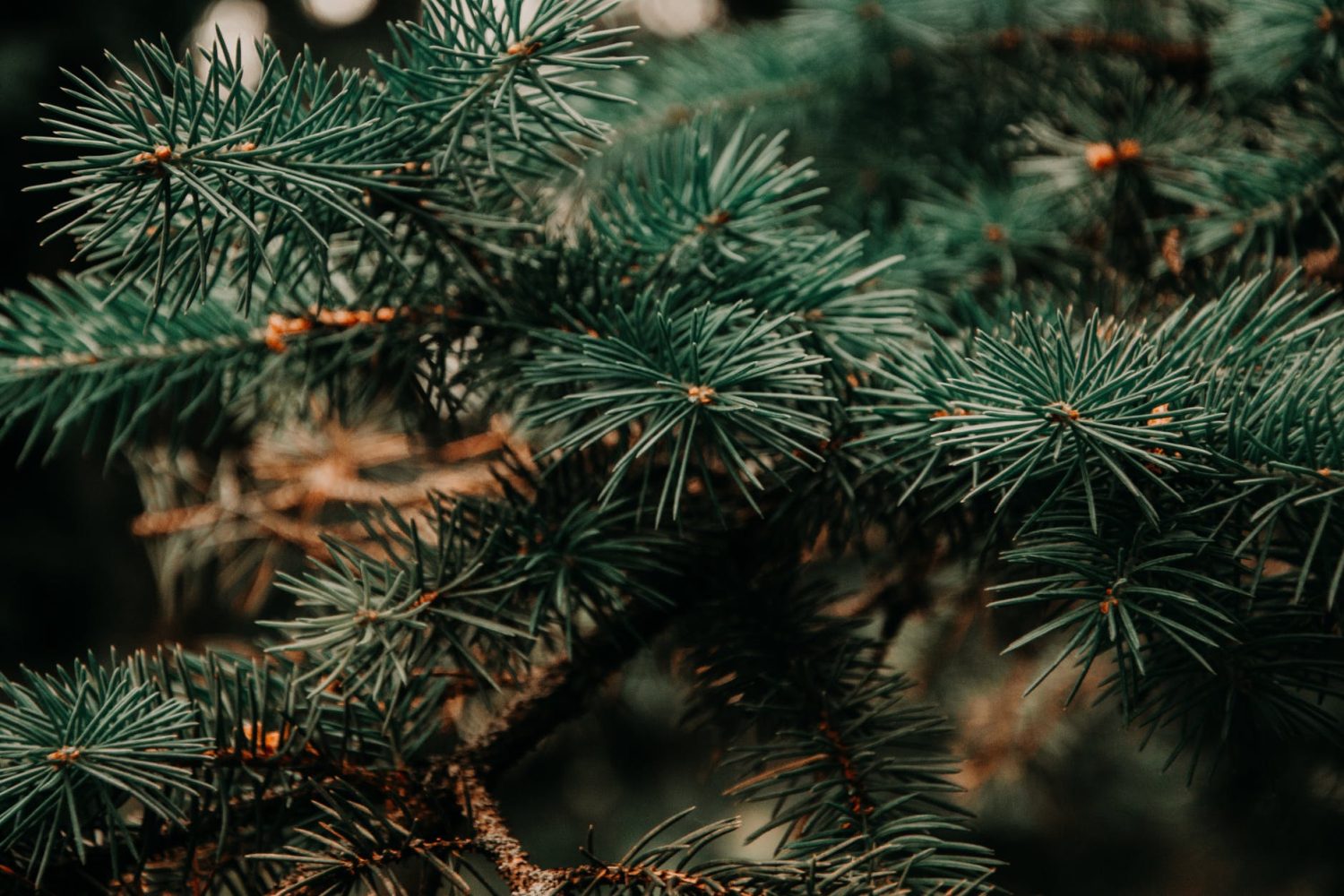 pine tree needles up close