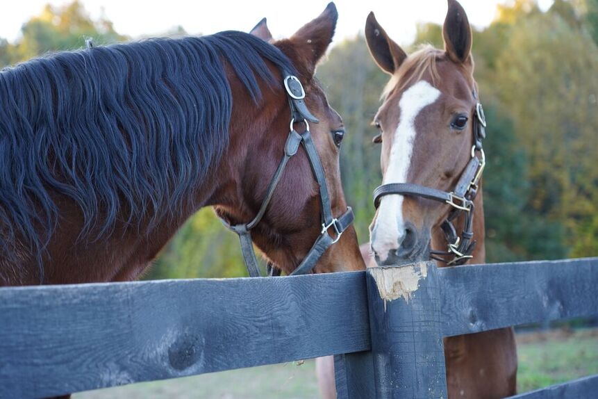 two brown horses in a pasture