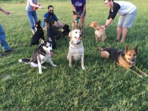 Dogs gathered at the Whitmore Lake Bark Park