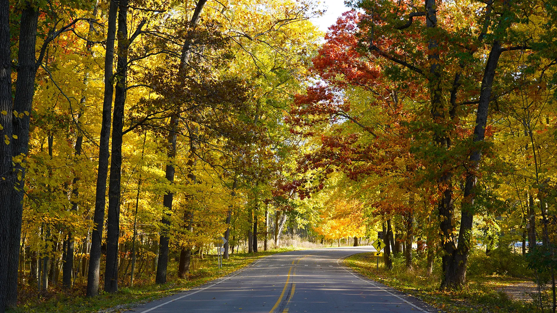 Fall scenery down a road in kensignton Metropark