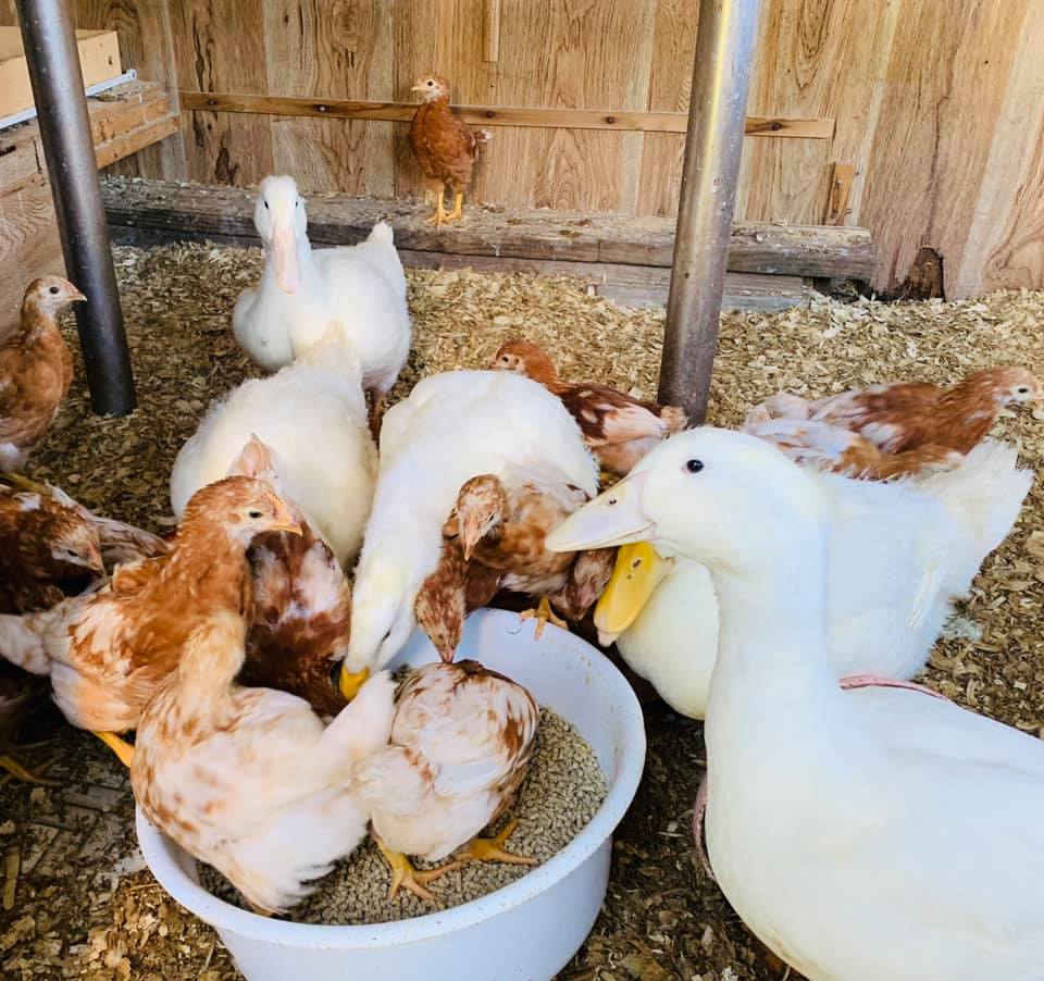 Farm animals at S&R Lavender Farm