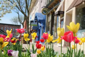 spring flowers blossoming on a sunny spring day in downtown howell, michigan
