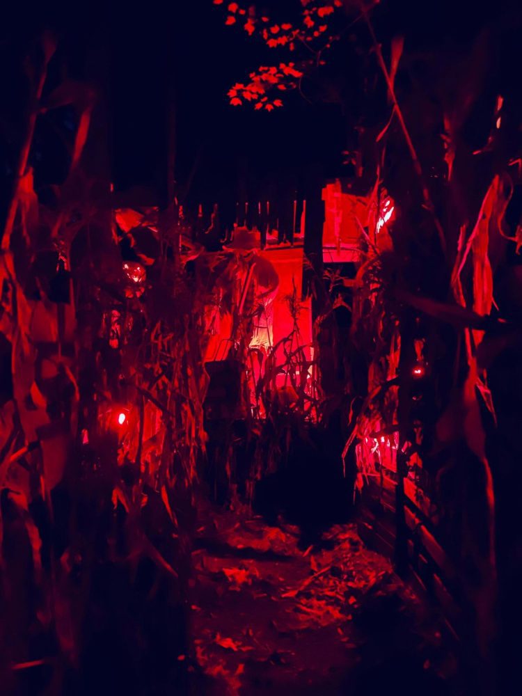 terrorfied forest haunted forest