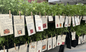 plants with signs hanging from them to tell what plant it is