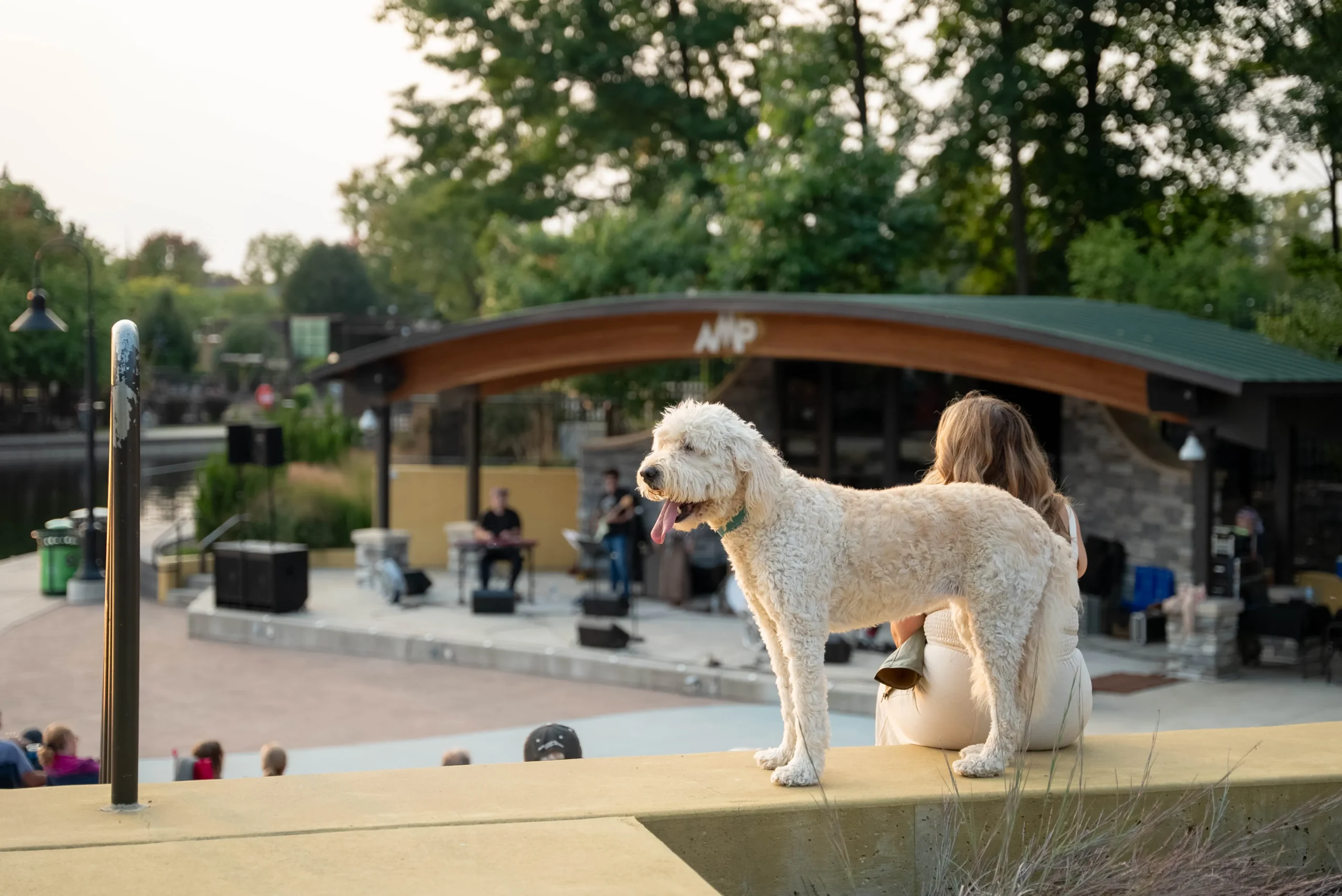 Brighton's The AMP dog and owner watching live music at sunset.
