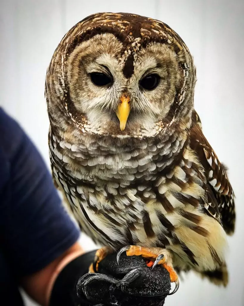 owl at howell nature center in howell, michigan