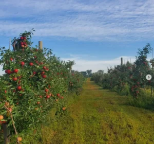Schell Family Farm apple trees in a row on the orchard.