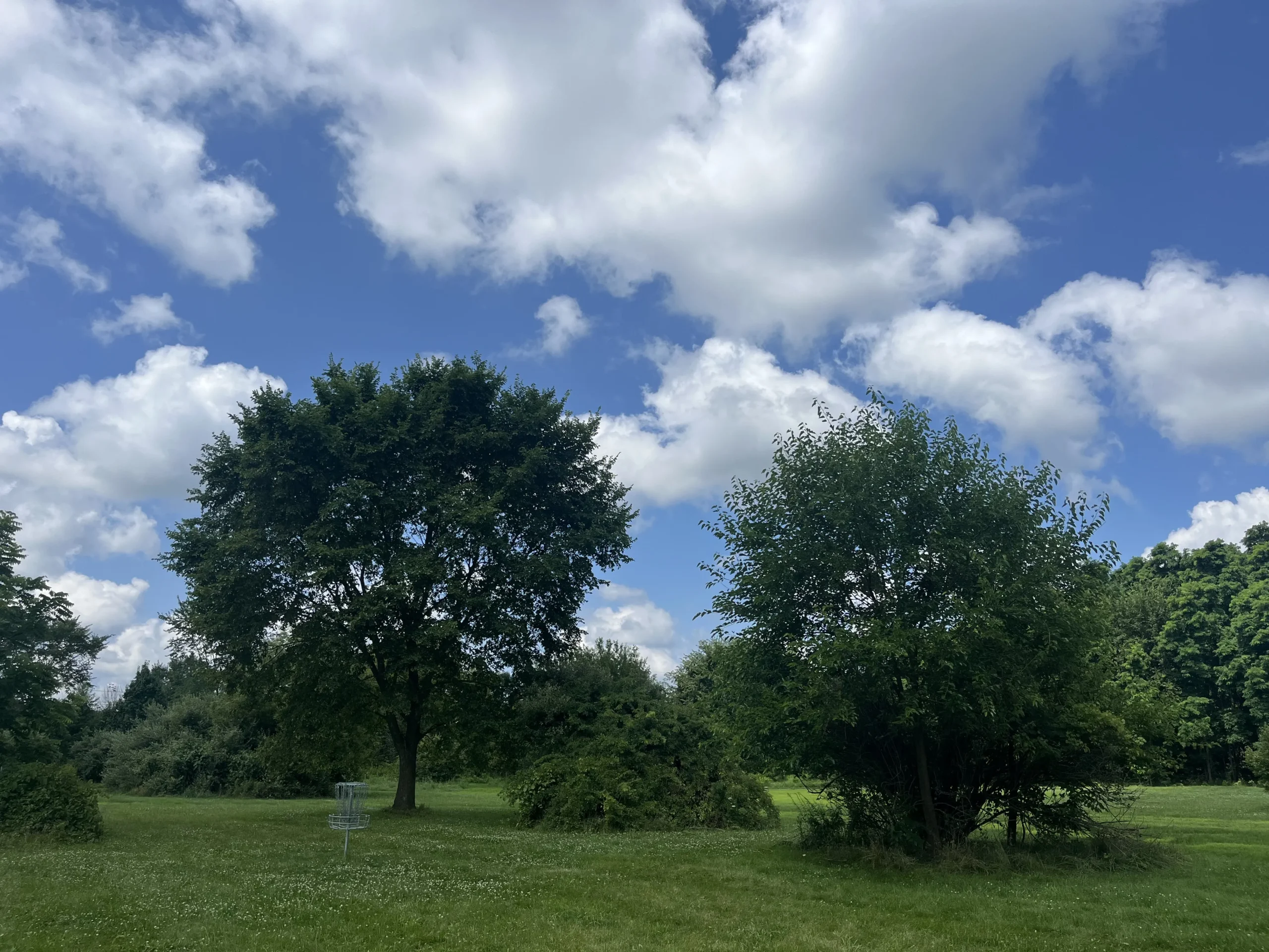 Whitmore Lake Community Park Disc Golf trees and fairway.