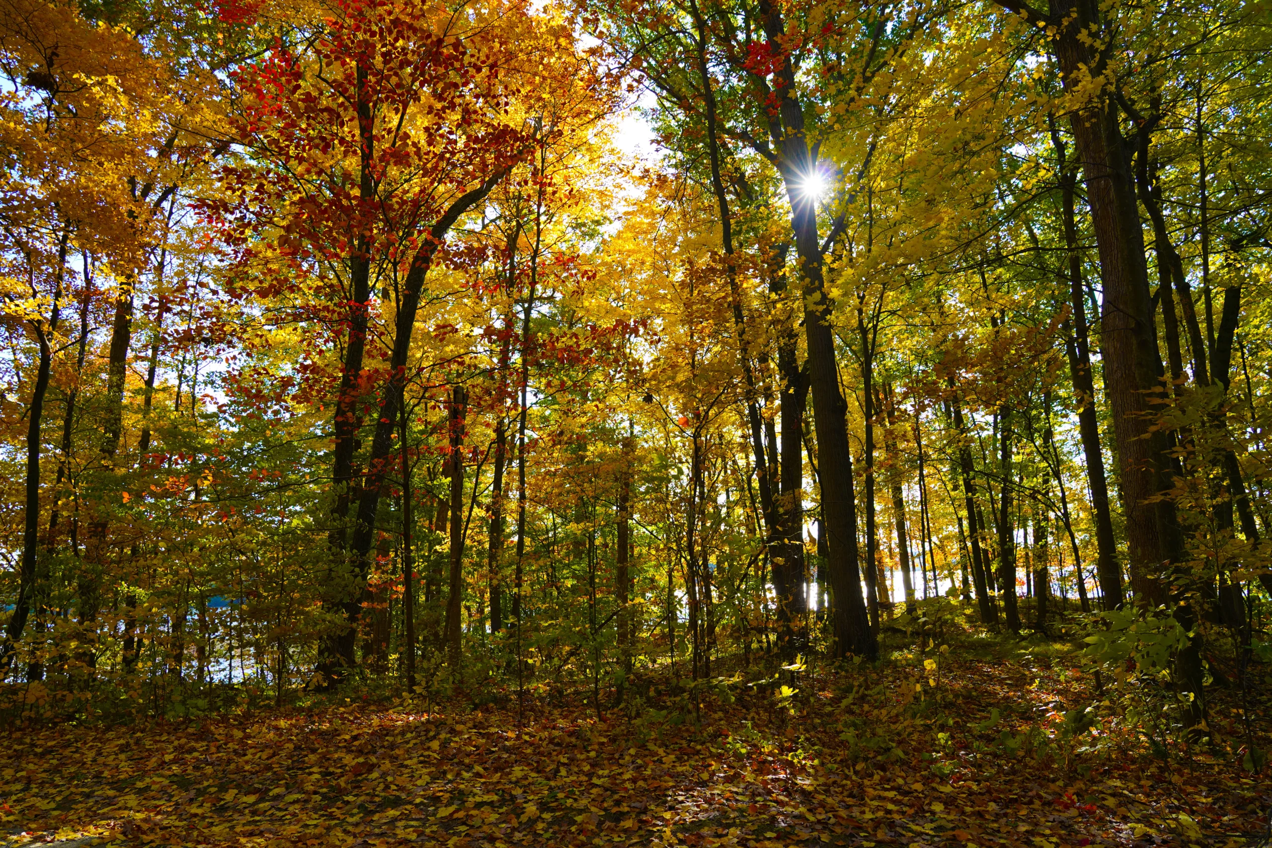 The fall leaves on a hiking trail in Kensington Metropark