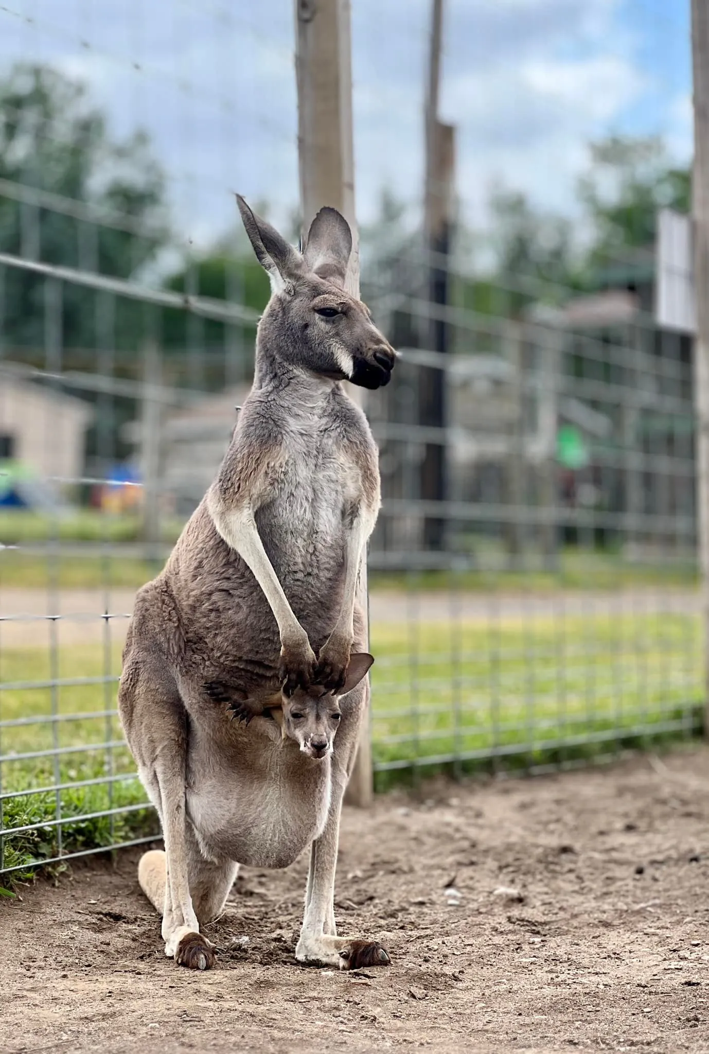 Carousel Acres kangaroo and joey in pouch on the farm