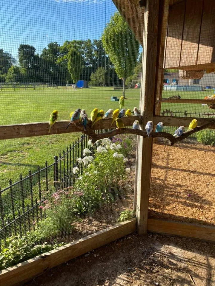 Carousel Acres birds in display on sunny day.