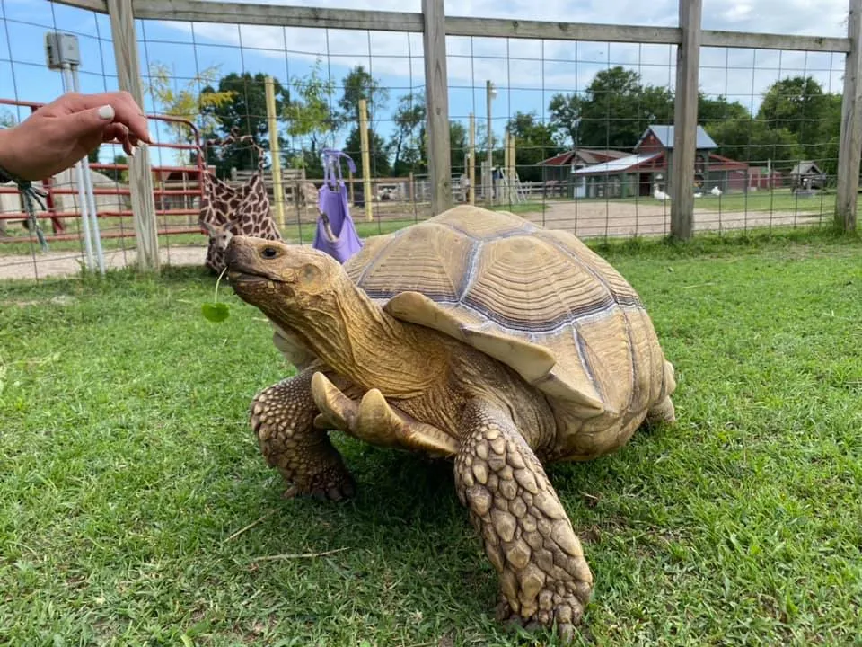 Carousel Acres tortise in an enclosure.