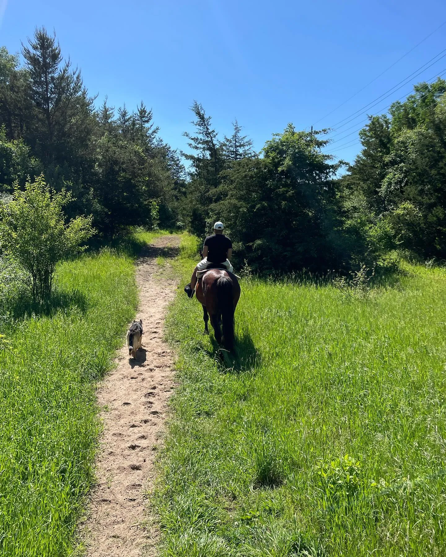 High Vibe Trail Ride ride with horse and dog.