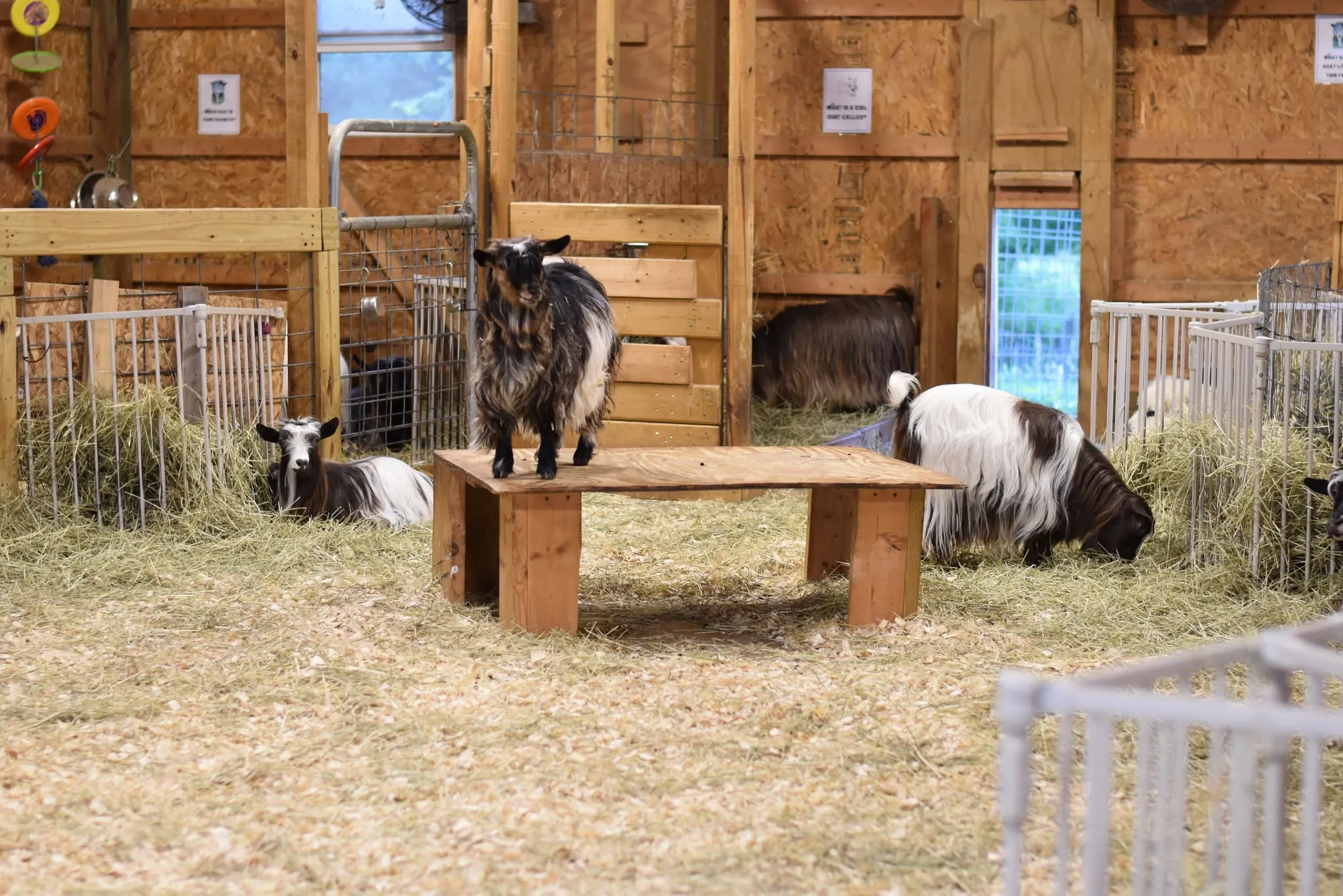 Jubilee Goat Farm playing goats inside the barn.