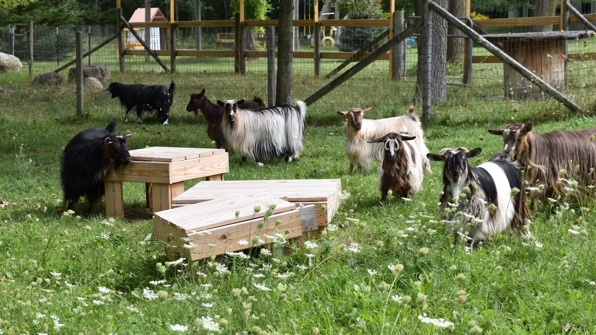 Jubilee Goat Farm goats playing in the grass on the farm.