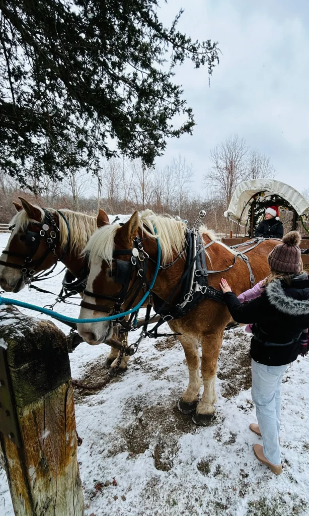 Woman and child petting the horses at Kensington Metropark farm center before going on a sleigh ride