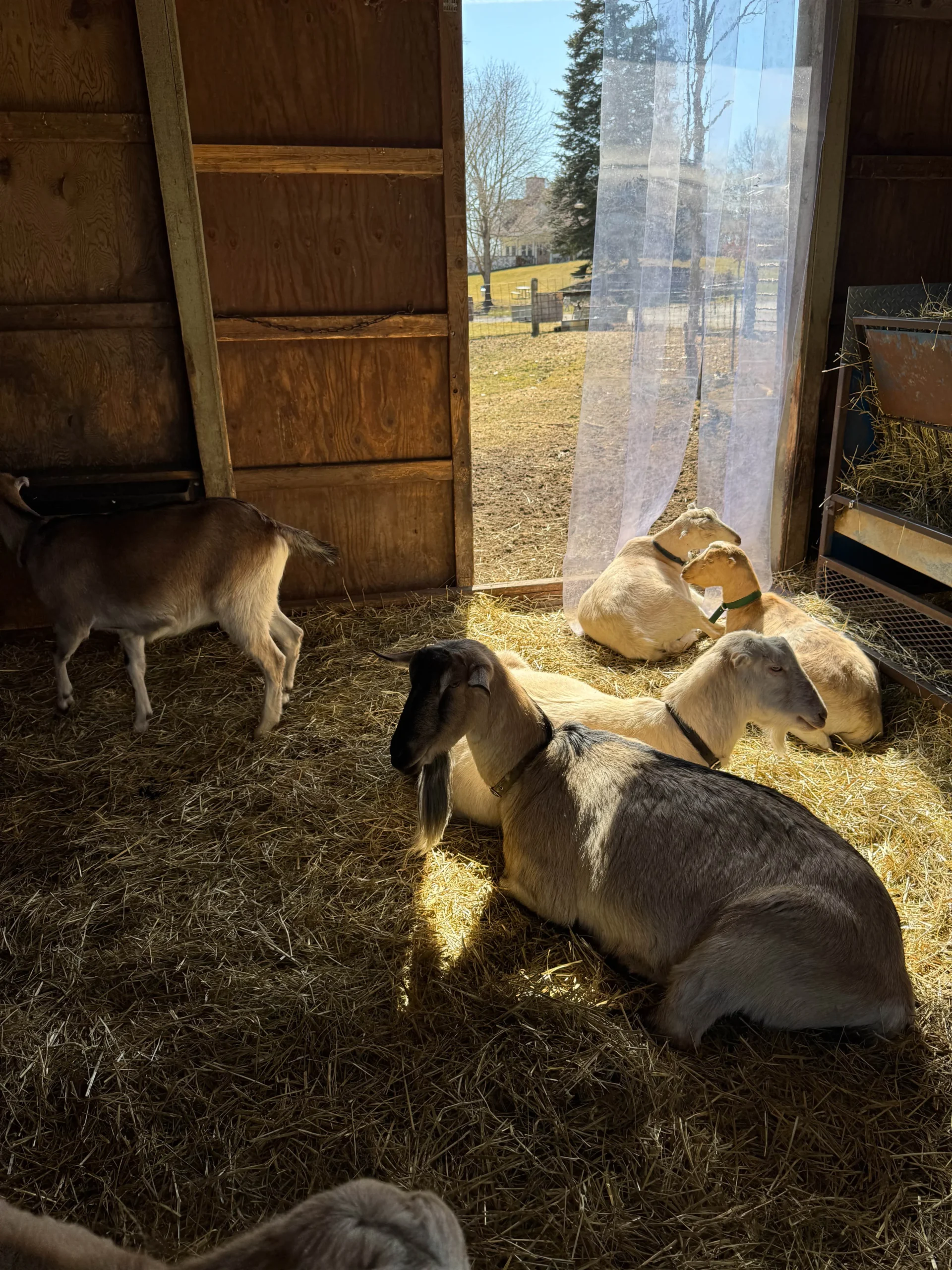 Kensington Metropark Farm Center sheep sleeping in Barn.