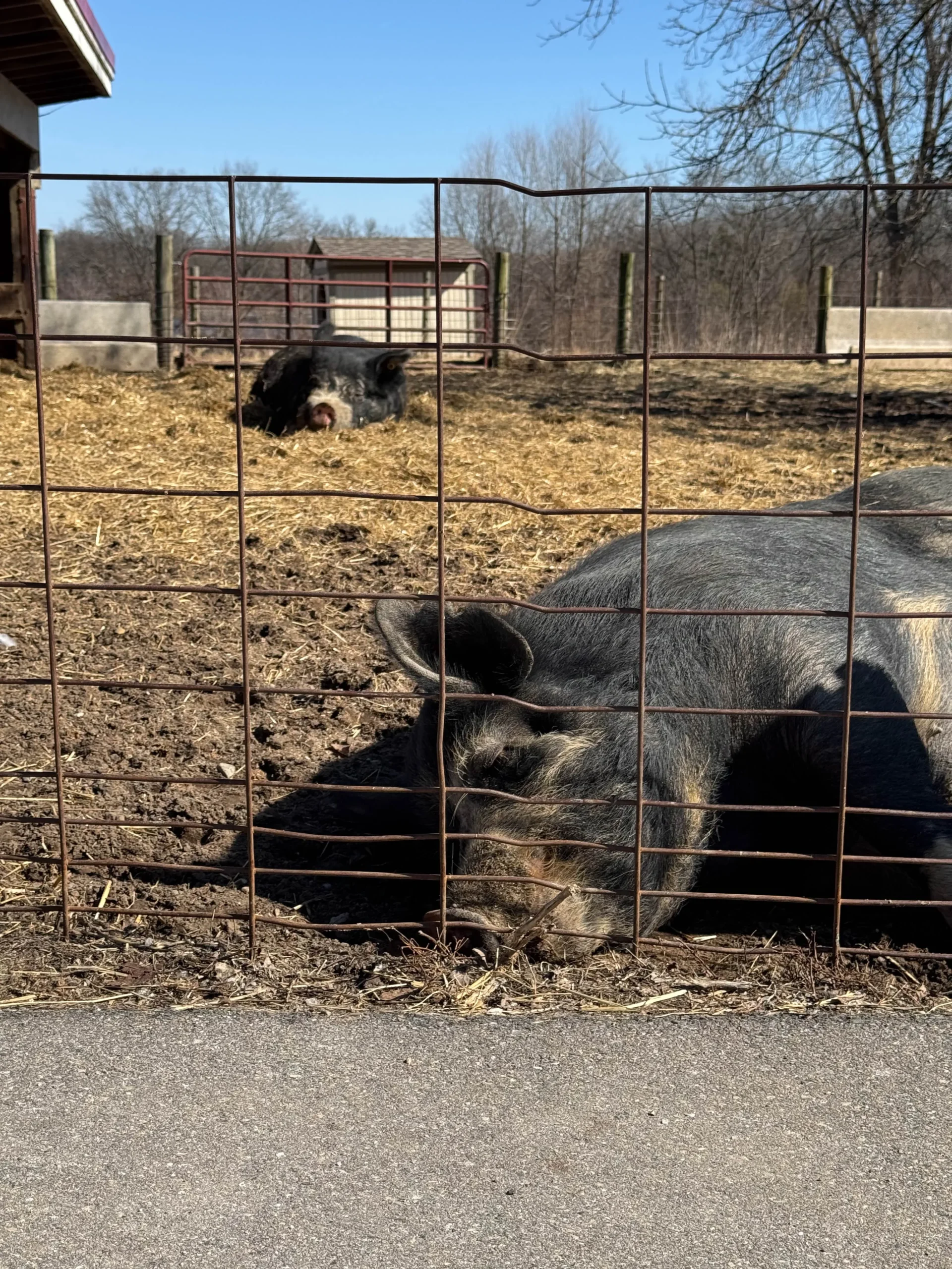 Kensington Metropark Farm Center pig sleeping in pen