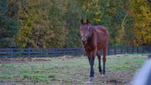 Horse in a pasture at the Brighton Equestrian Club