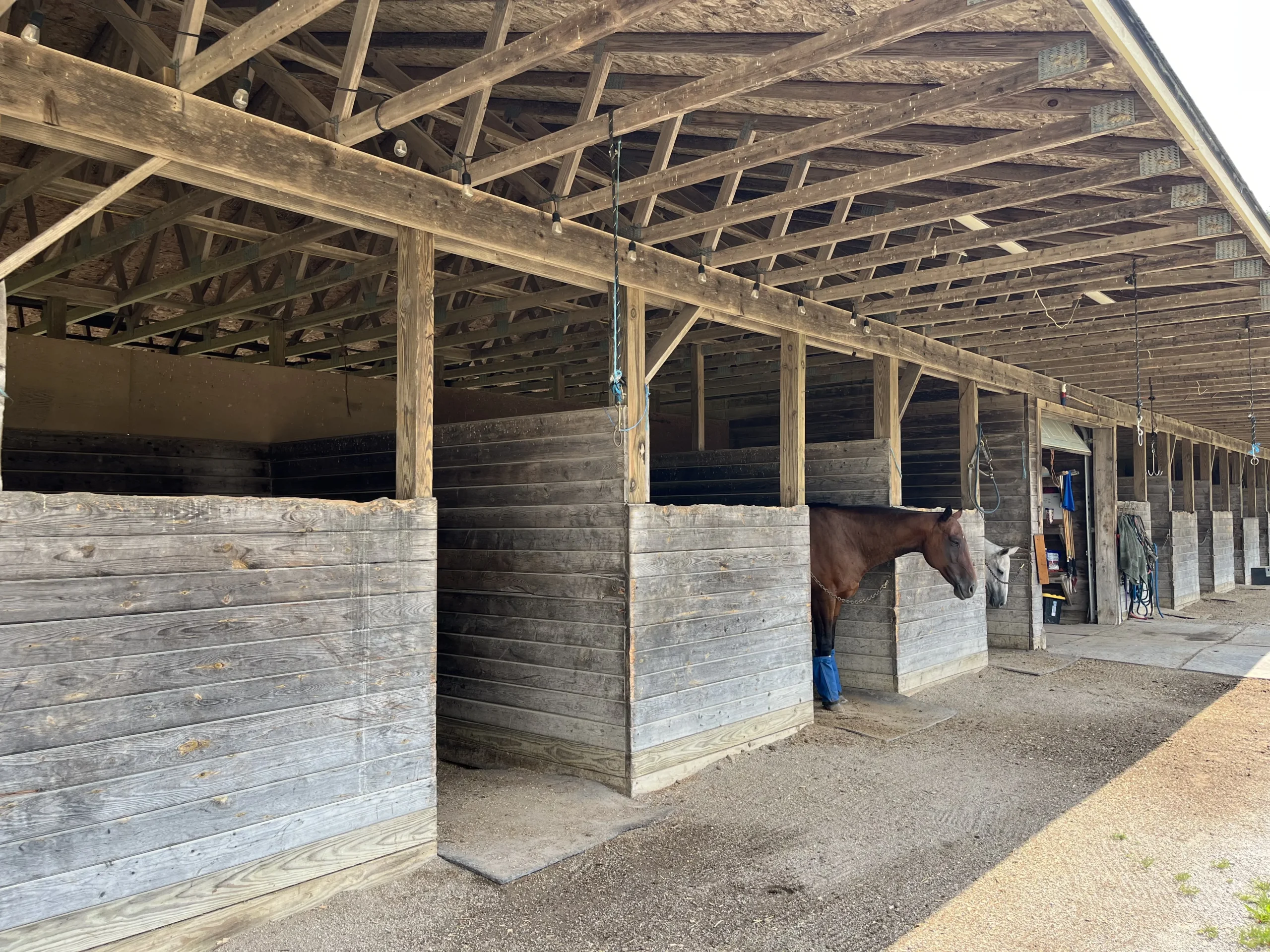 Detroit Polo Club horse stalls with brown horse in Hartland.