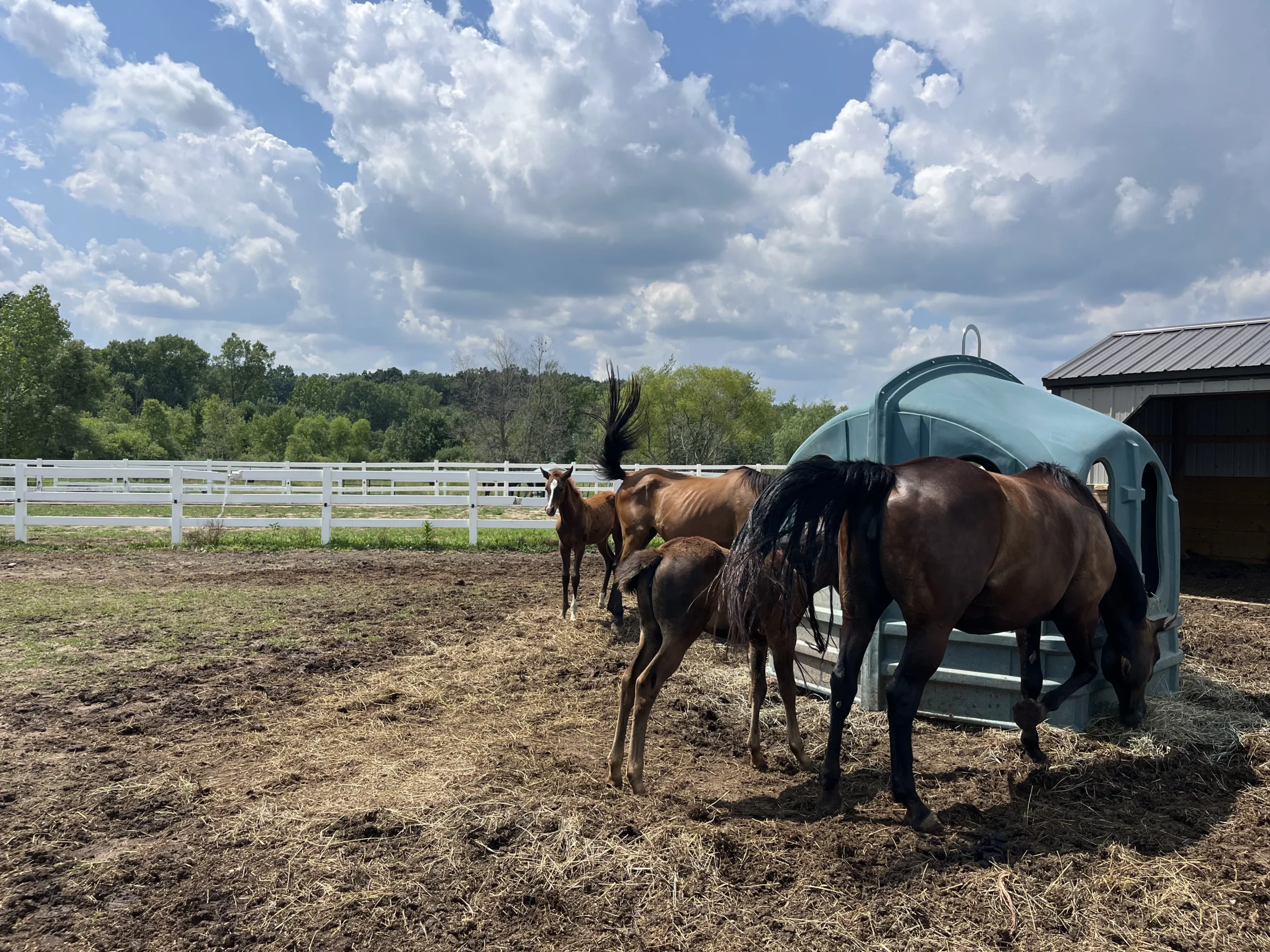 Detroit Polo Club horses eating hay in their stalls outside the arena in Hartland.