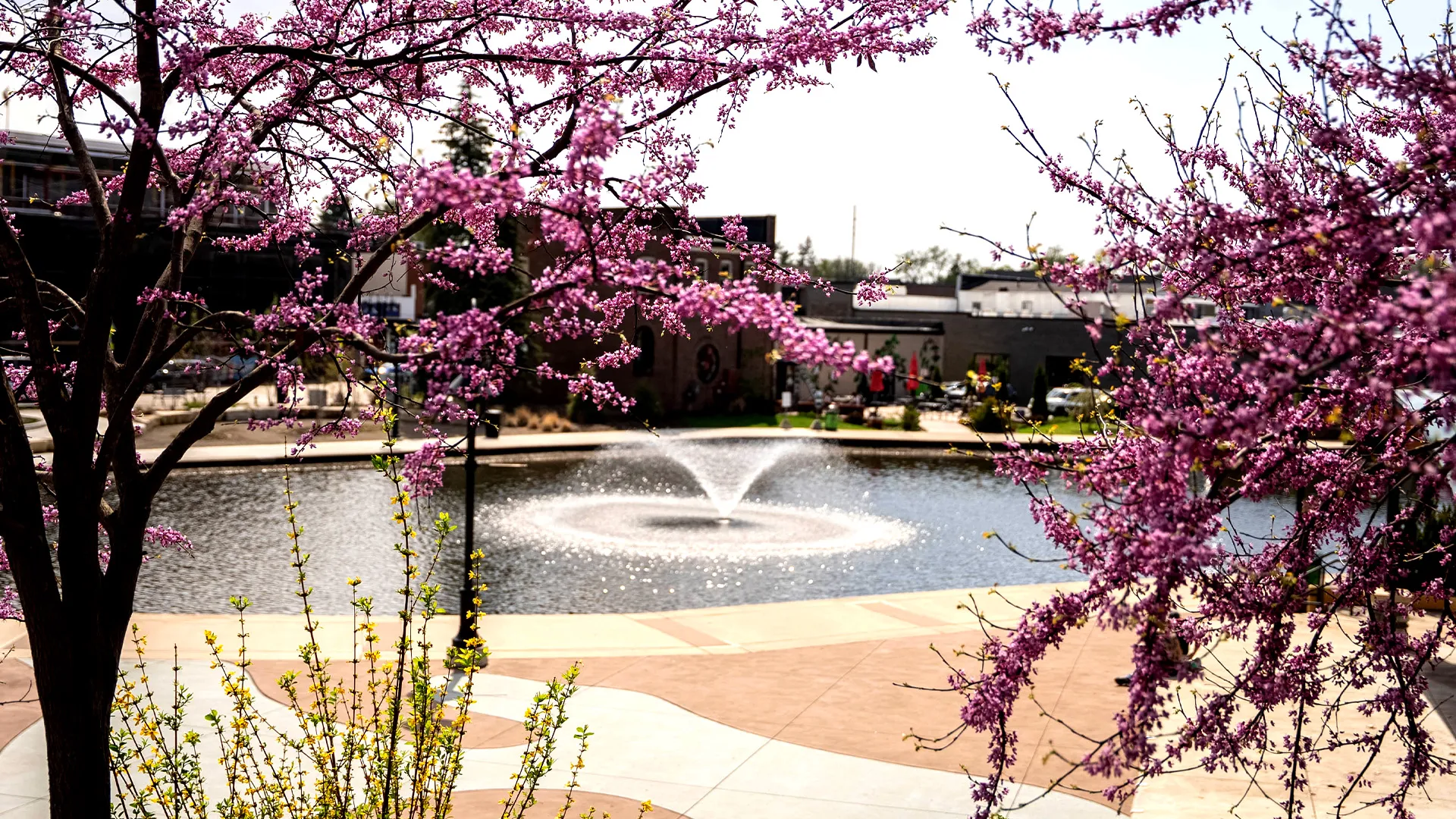 Spring flowers at the Brighton Mill Pond
